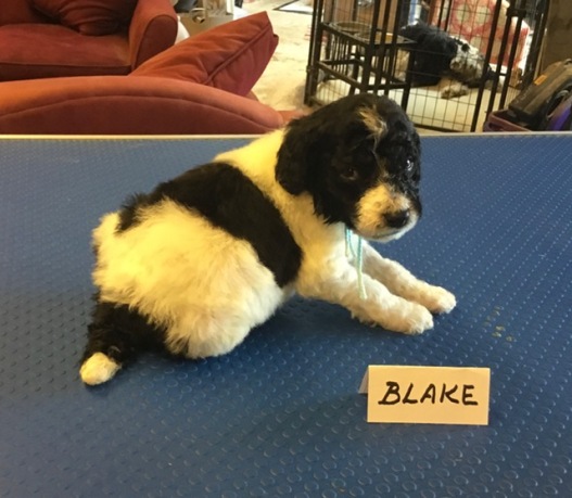 Blake at three weeks.